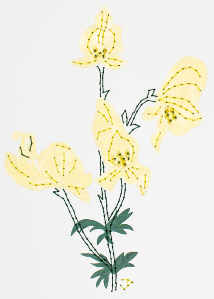 Wolfsbane in pale yellow