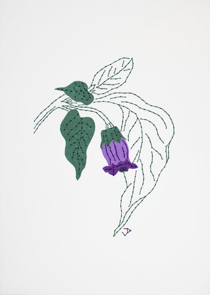 Deadly nightshade in purples