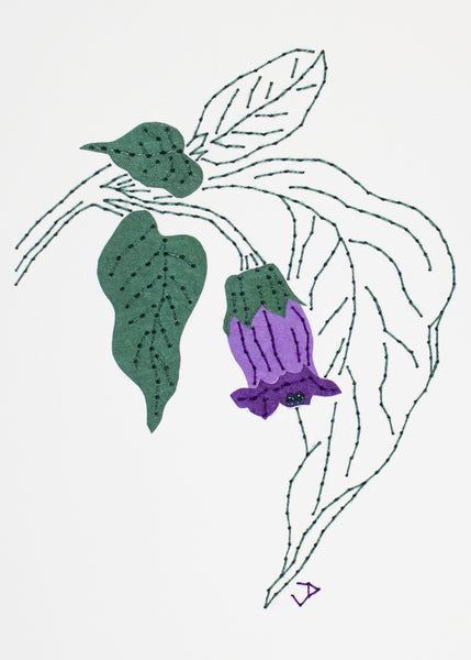 Deadly nightshade in purples