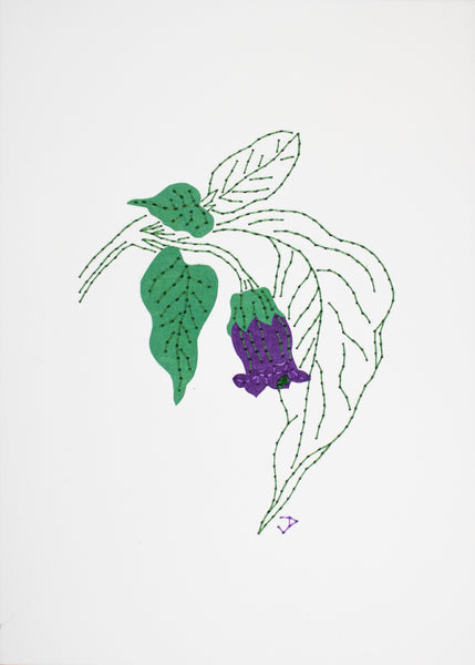 Deadly nightshade in purple