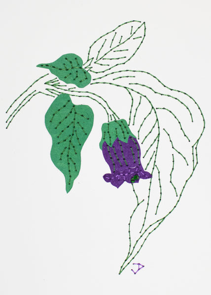 Deadly nightshade in purple
