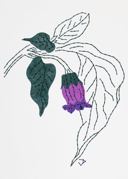 Deadly nightshade in purples