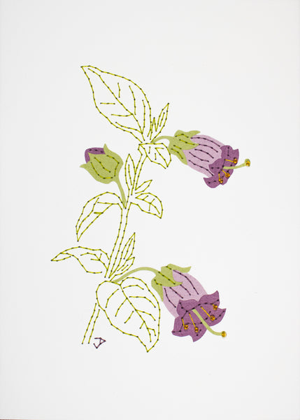 Deadly nightshade in mauves