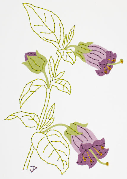 Deadly nightshade in mauves