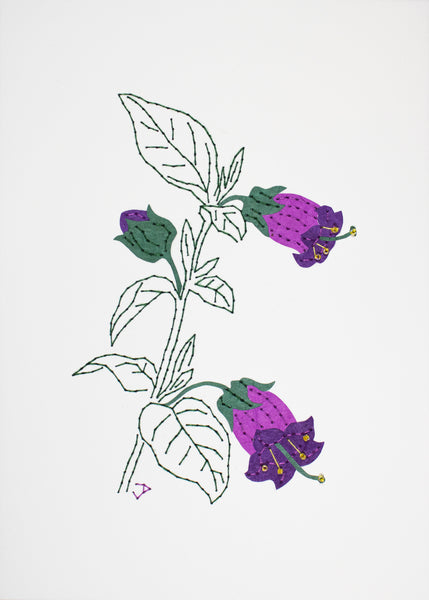 Deadly nightshade in purples