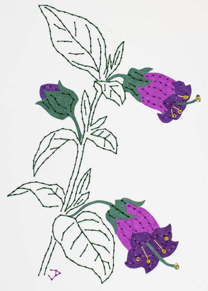 Deadly nightshade in purples