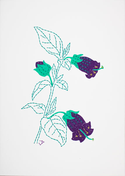 Deadly nightshade in purple