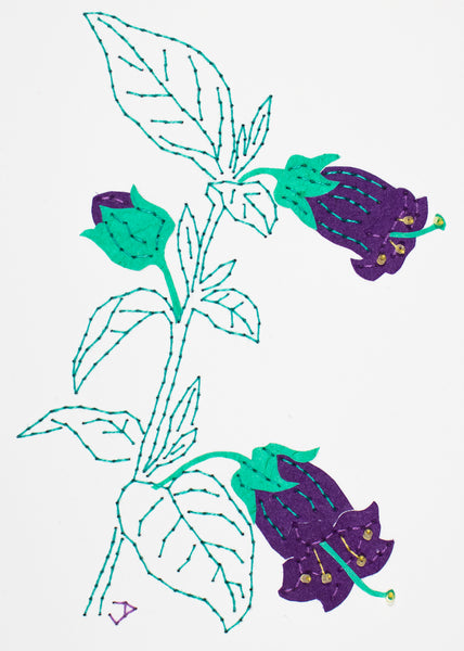 Deadly nightshade in purple