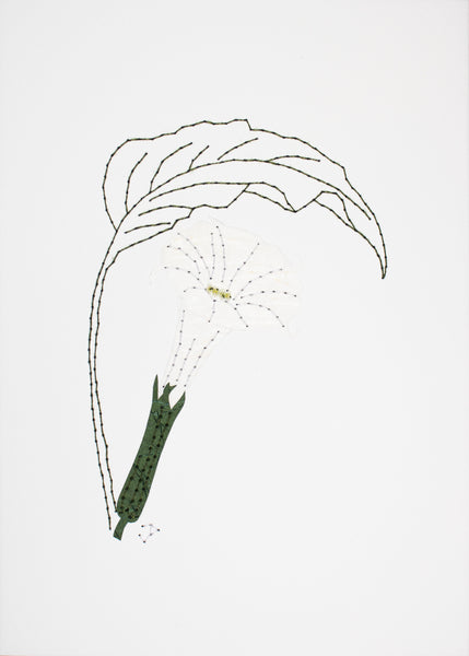 Datura metel in white and dark green