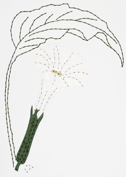 Datura metel in white and dark green