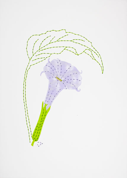 Datura metel in pale purple