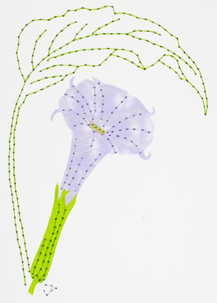 Datura metel in pale purple
