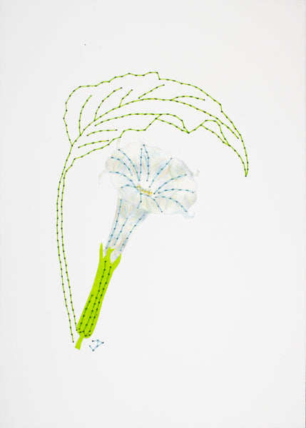 Datura metel in white with pale coloured fibres