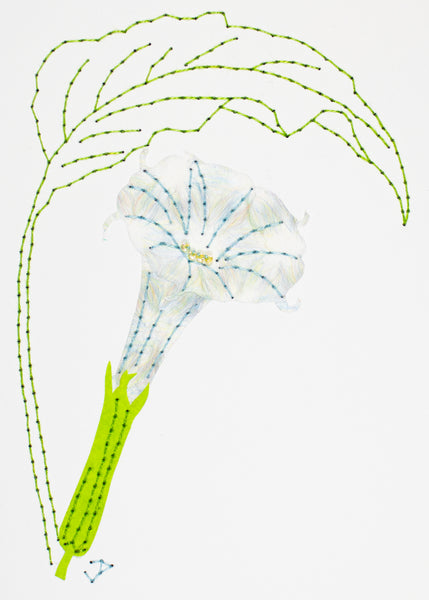 Datura metel in white with pale coloured fibres