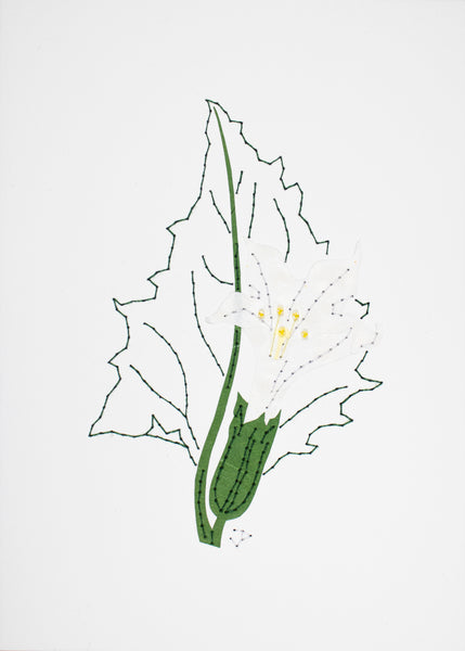 Datura stramonium in white and dark green