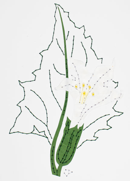 Datura stramonium in white and dark green