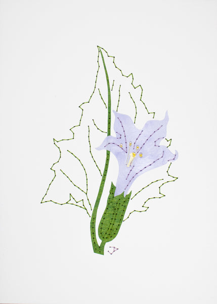 Datura stramonium in pale purple