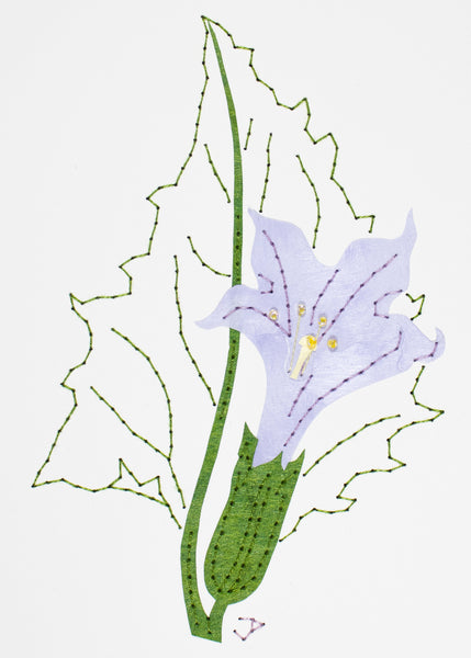 Datura stramonium in pale purple