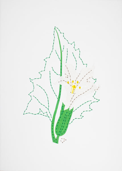 Datura stramonium in white and green