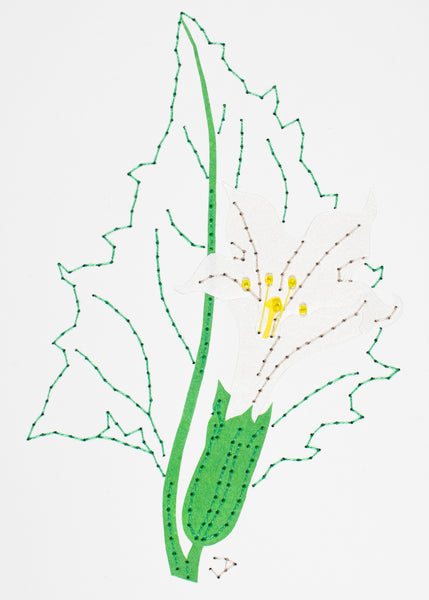 Datura stramonium in white and green