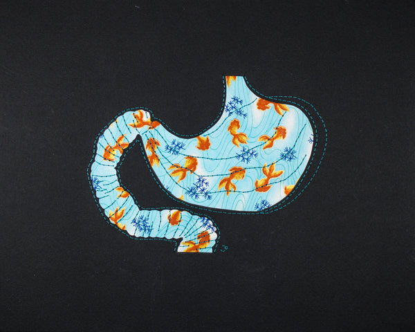 Stomach & duodenum in goldfish on turquoise