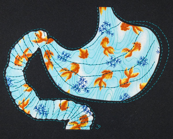 Stomach & duodenum in goldfish on turquoise